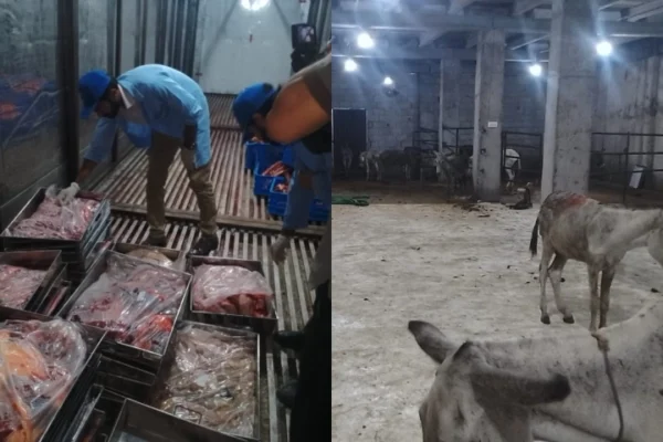 Donkey Meat Seized Again: Another City Joins Islamabad in Shocking Meat Scandal Donkey Meat Seized Again